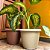 Vaso Redondo de Plástico para Plantas Flores Siena 20 a 30cm - Imagem 7