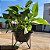 Suporte Tripé De Ferro Para Bacias De 20cm Plantas De Chão - Imagem 7