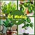 Kit de Planta Natural com 4 Mudas para Decoração Interna - Imagem 3