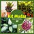 Kit de Planta Natural com 4 Mudas para Decoração Interna - Imagem 8