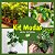 Kit de Planta Natural com 4 Mudas para Decoração Interna - Imagem 10
