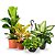 Kit de Planta Natural com 4 Mudas para Decoração Interna - Imagem 7