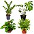 Kit de Planta Natural com 4 Mudas para Decoração Interna - Imagem 1