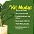 Kit de Planta Natural com 4 Mudas para Decoração Interna - Imagem 4