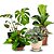 Kit de Planta Natural com 4 Mudas para Decoração Interna - Imagem 9