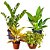 Kit de Planta Natural com 4 Mudas para Decoração Interna - Imagem 5