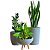 Kit 3 Vaso Planta Para Sala Pequenas e Apartamentos - Imagem 7