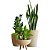 Kit 3 Vaso Planta Para Sala Pequenas e Apartamentos - Imagem 9