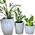 Kit 3 Vasos Médios de Plantas para Salas e Interna Externa - Imagem 8