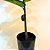 Ficus Lyrata Planta Artificial Grande Árvore Decorativa 1,5m - Imagem 6
