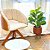 Ficus Lyrata Planta Arvore Artificial Decoração Realista - Imagem 3