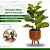 Ficus Lyrata Planta Arvore Artificial Decoração Realista - Imagem 2