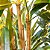 Planta Artificial Árvore Bambu Mossô Real Decoração 1,6m - Imagem 7