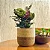 Kit 3 Cachepot Para Plantas Cesto Palha Decoração Boho Chic - Imagem 8