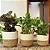Kit 3 Cachepot Para Plantas Cesto Palha Decoração Boho Chic - Imagem 2