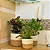 Kit 3 Cachepot Para Plantas Cesto Palha Decoração Boho Chic - Imagem 12