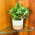 Kit 3 Cachepot Para Plantas Cesto Palha Decoração Boho Chic - Imagem 9