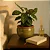 Vaso Cachepot de Mesa 18cm Cerâmica Esmaltada Para Decoração - Imagem 4