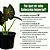 Muda de Colocasia Imperial Pote 20 Planta Para Área Externa - Imagem 3