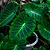 Muda de Colocasia Imperial Pote 20 Planta Para Área Externa - Imagem 5