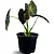 Muda de Colocasia Imperial Pote 20 Planta Para Área Externa - Imagem 1
