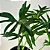Muda de Guaimbe Pote 20 Planta Ornamental de Área Externa - Imagem 5