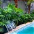 Muda de Guaimbe Pote 20 Planta Ornamental de Área Externa - Imagem 9