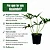 Muda de Guaimbe Pote 20 Planta Ornamental de Área Externa - Imagem 4