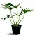 Muda de Guaimbe Pote 20 Planta Ornamental de Área Externa - Imagem 1