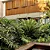 Muda de Guaimbe Pote 20 Planta Ornamental de Área Externa - Imagem 8