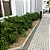 Muda de Guaimbe Pote 20 Planta Ornamental de Área Externa - Imagem 7