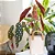 Muda Begônia Maculata Pote 17 Planta Decorativa Área Interna - Imagem 7