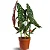 Muda Begônia Maculata Pote 17 Planta Decorativa Área Interna - Imagem 1