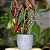 Muda Begônia Maculata Pote 17 Planta Decorativa Área Interna - Imagem 8