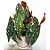 Muda Begônia Maculata Pote 17 Planta Decorativa Área Interna - Imagem 9