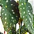 Muda Begônia Maculata Pote 17 Planta Decorativa Área Interna - Imagem 5