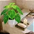 Muda de Philodendron Birkin Pote 12 Planta de Área Interna - Imagem 8