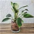 Muda de Philodendron Birkin Pote 12 Planta de Área Interna - Imagem 7