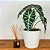 Muda Planta Alocasia Polly Pote 12 Para Decoração Interna - Imagem 3