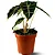 Muda Planta Alocasia Polly Pote 12 Para Decoração Interna - Imagem 1