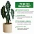 Muda Planta Alocasia Polly Pote 12 Para Decoração Interna - Imagem 4