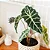 Muda Planta Alocasia Polly Pote 12 Para Decoração Interna - Imagem 7