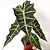 Muda Planta Alocasia Polly Pote 12 Para Decoração Interna - Imagem 6