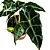 Muda Planta Alocasia Polly Pote 12 Para Decoração Interna - Imagem 5
