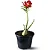 Muda Planta Rosa do Deserto Cor Sortida Decoração Externa - Imagem 1