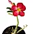 Muda Planta Rosa do Deserto Cor Sortida Decoração Externa - Imagem 5