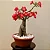 Muda Planta Rosa do Deserto Cor Sortida Decoração Externa - Imagem 6