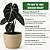 Muda Planta Alocasia Black Pote 12 Para Decoração Interna - Imagem 4