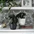 Muda Planta Alocasia Black Pote 12 Para Decoração Interna - Imagem 7
