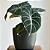 Muda Planta Alocasia Black Pote 12 Para Decoração Interna - Imagem 8